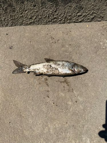 エゾウグイの釣果