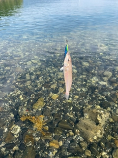 キスの釣果