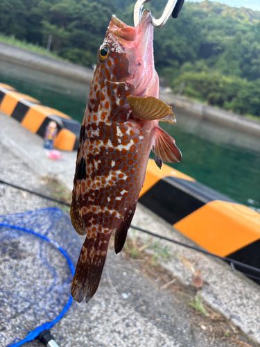 キジハタの釣果