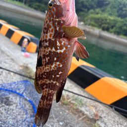 キジハタ