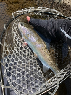 ニジマスの釣果