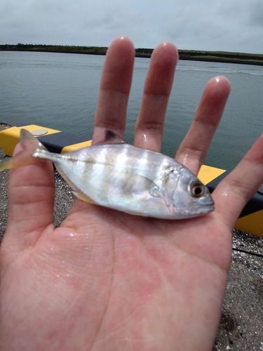 メッキの釣果