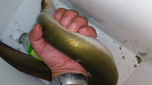ウナギの釣果