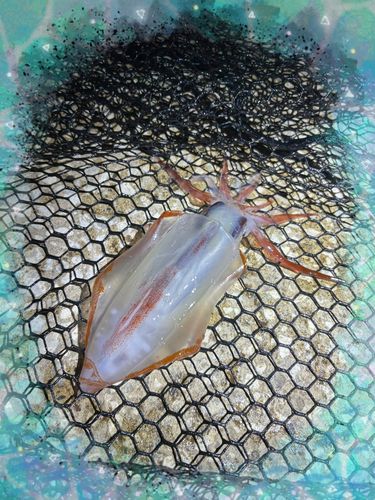 イカの釣果