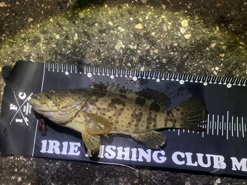 チャイロマルハタの釣果