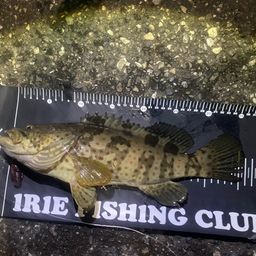 チャイロマルハタ