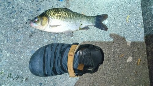 ヘラブナの釣果