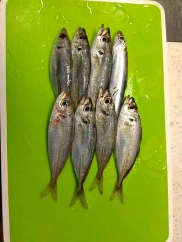 アジの釣果