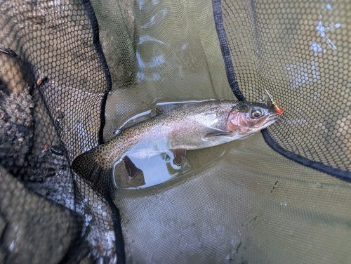ニジマスの釣果