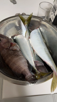 サバの釣果