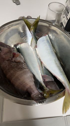 サバの釣果