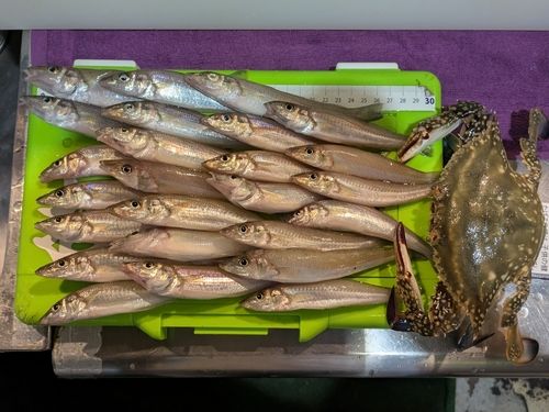 キスの釣果