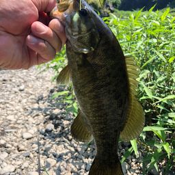 スモールマウスバス