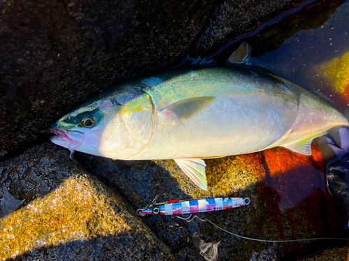 イナダの釣果