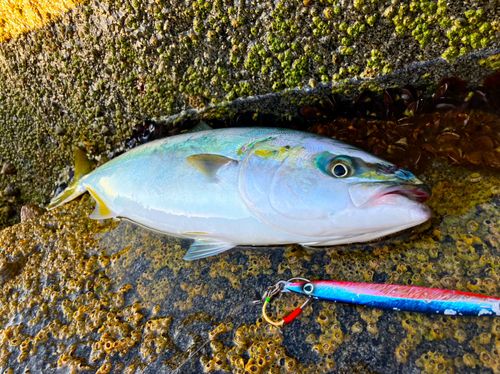 イナダの釣果