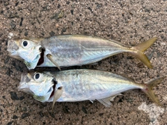 アジの釣果