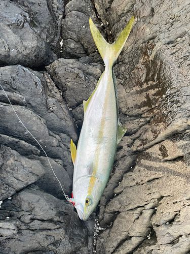 ヒラスの釣果