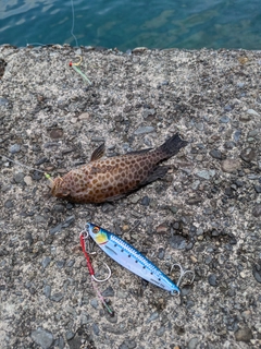 オオモンハタの釣果