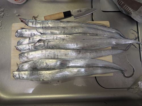 タチウオの釣果