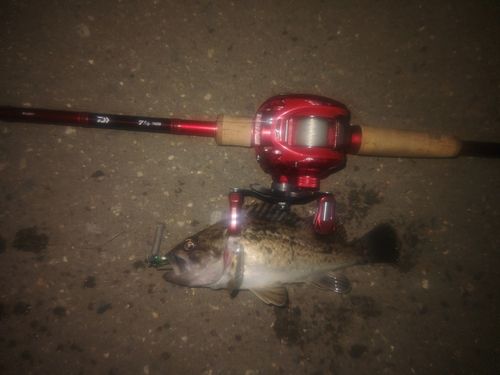 クロソイの釣果