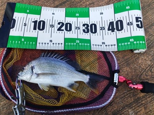 キビレの釣果