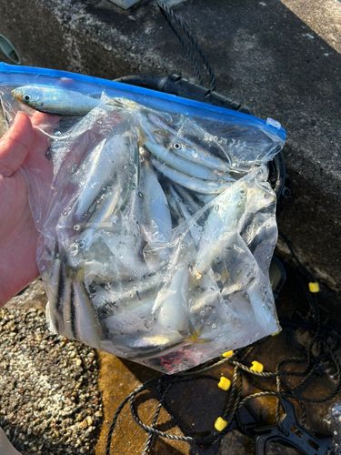 カタクチイワシの釣果
