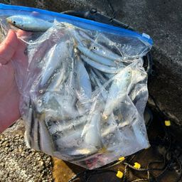 カタクチイワシ