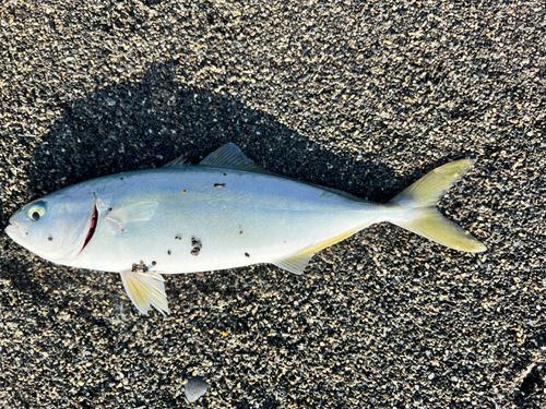 ワカシの釣果