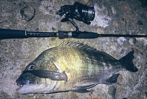 クロダイの釣果