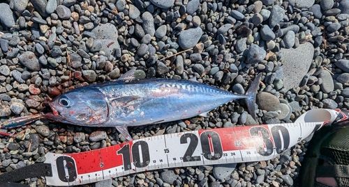 ソウダガツオの釣果