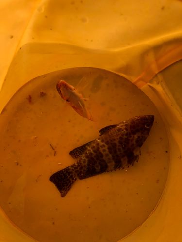 オオモンハタの釣果