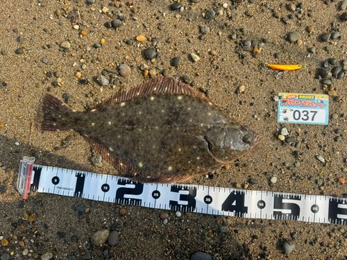 イシガレイの釣果