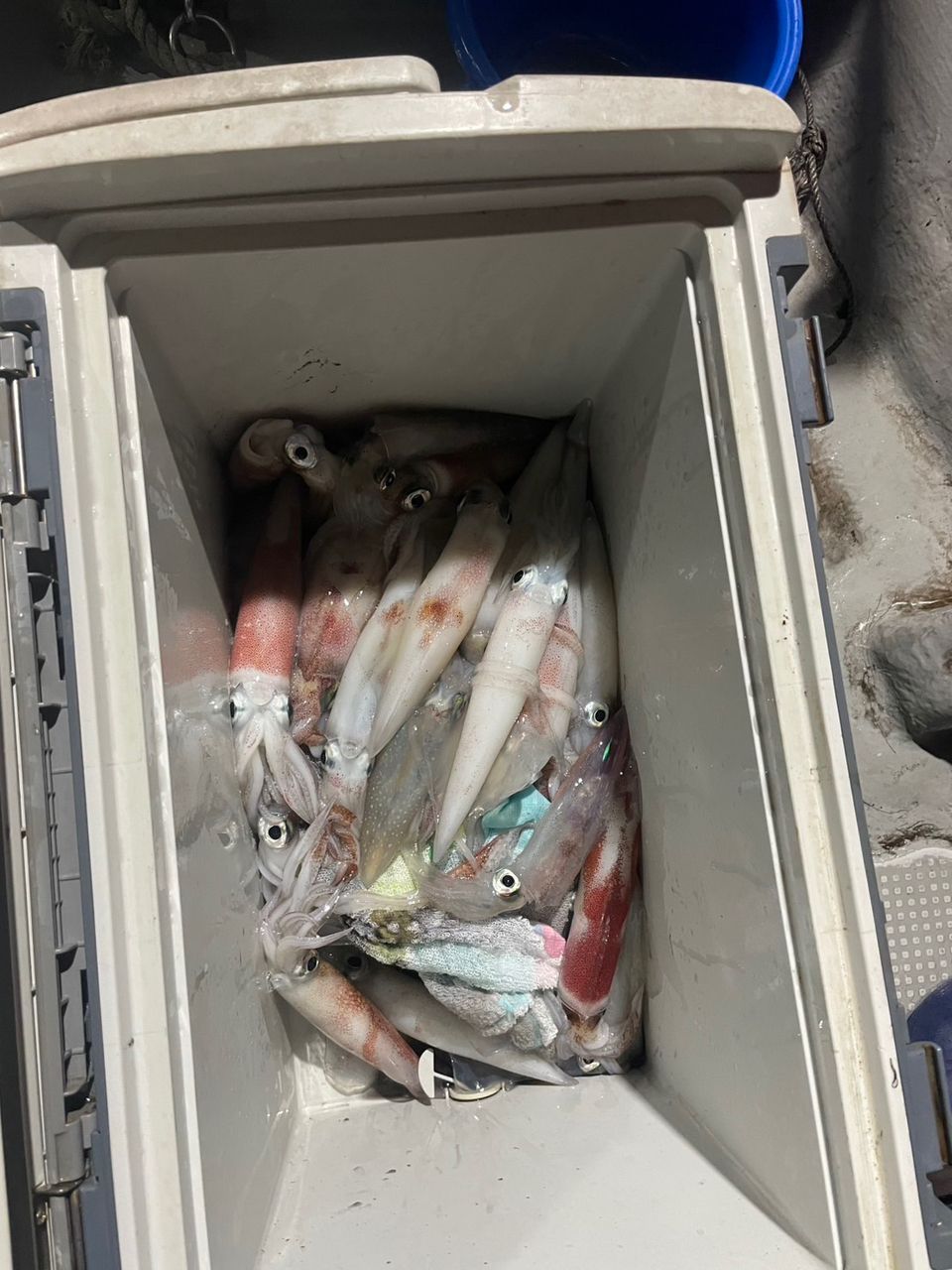 田畑良朗@なつき丸さんの釣果 3枚目の画像