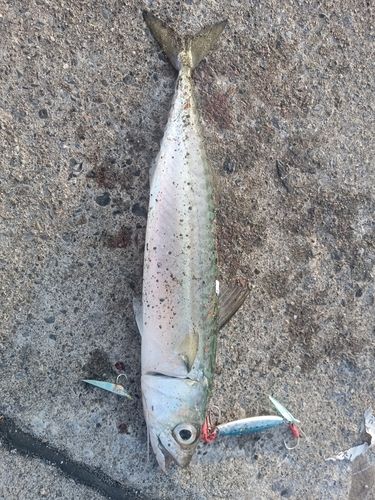 サバの釣果