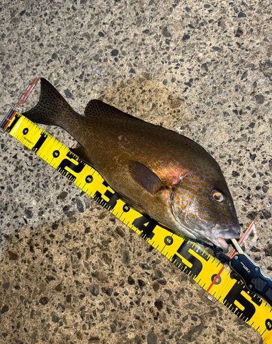 コロダイの釣果