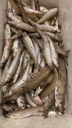 キスの釣果