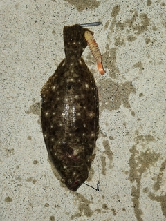 ソゲの釣果