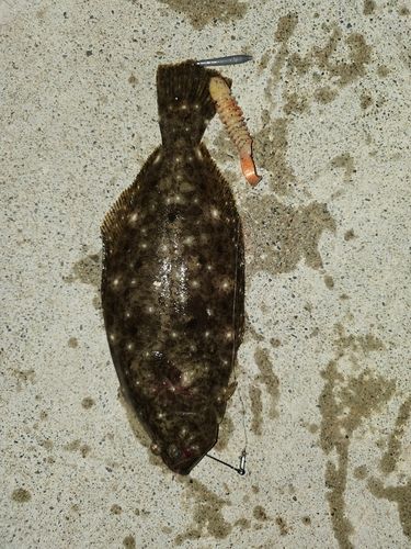 ソゲの釣果