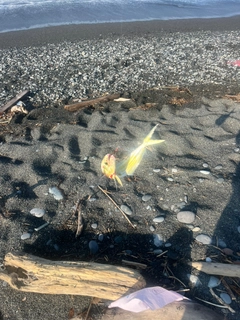 シイラの釣果
