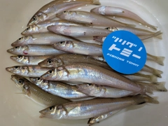 キスの釣果
