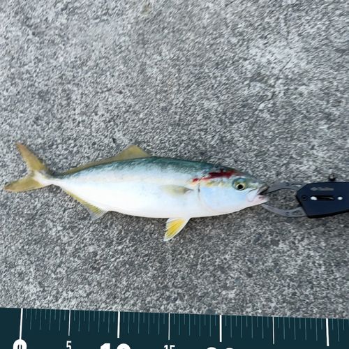 ハマチの釣果