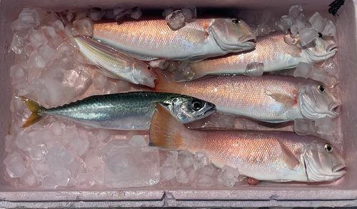 シロアマダイの釣果