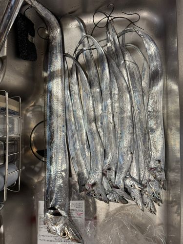 タチウオの釣果