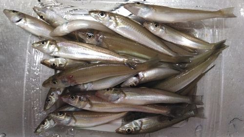キスの釣果