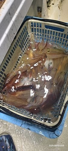 ケンサキイカの釣果