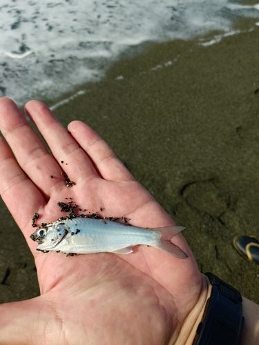 ツバメコノシロの釣果