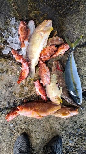 アオハタの釣果