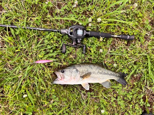 ブラックバスの釣果