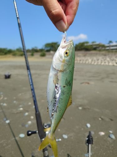 ワカシの釣果