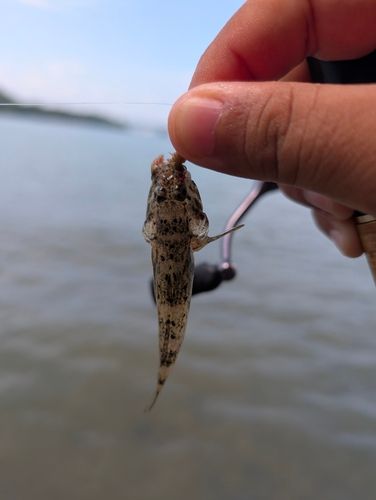 ウロハゼの釣果